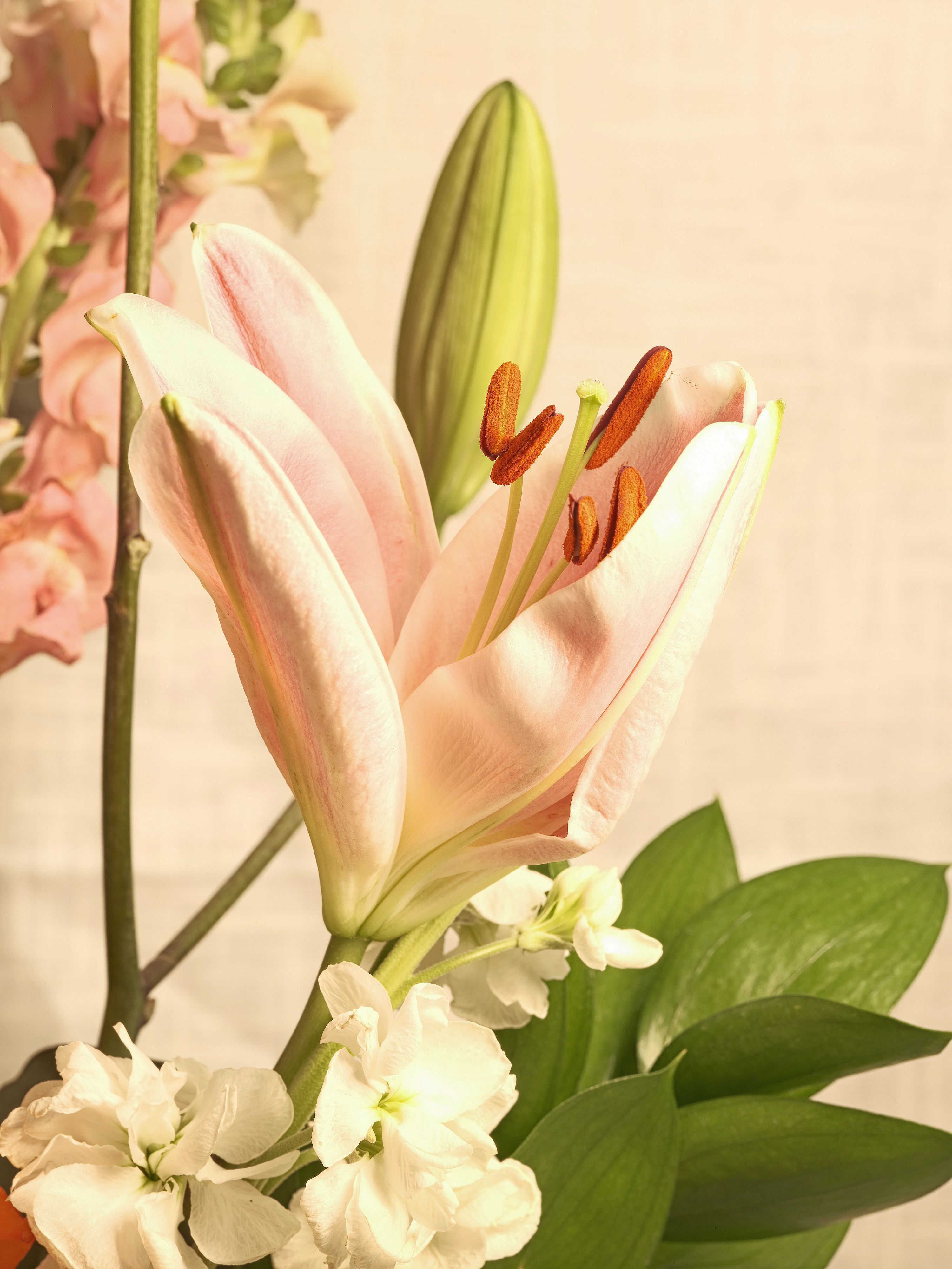 Lilies and assorted floral macro photography in Fort Worth Texas