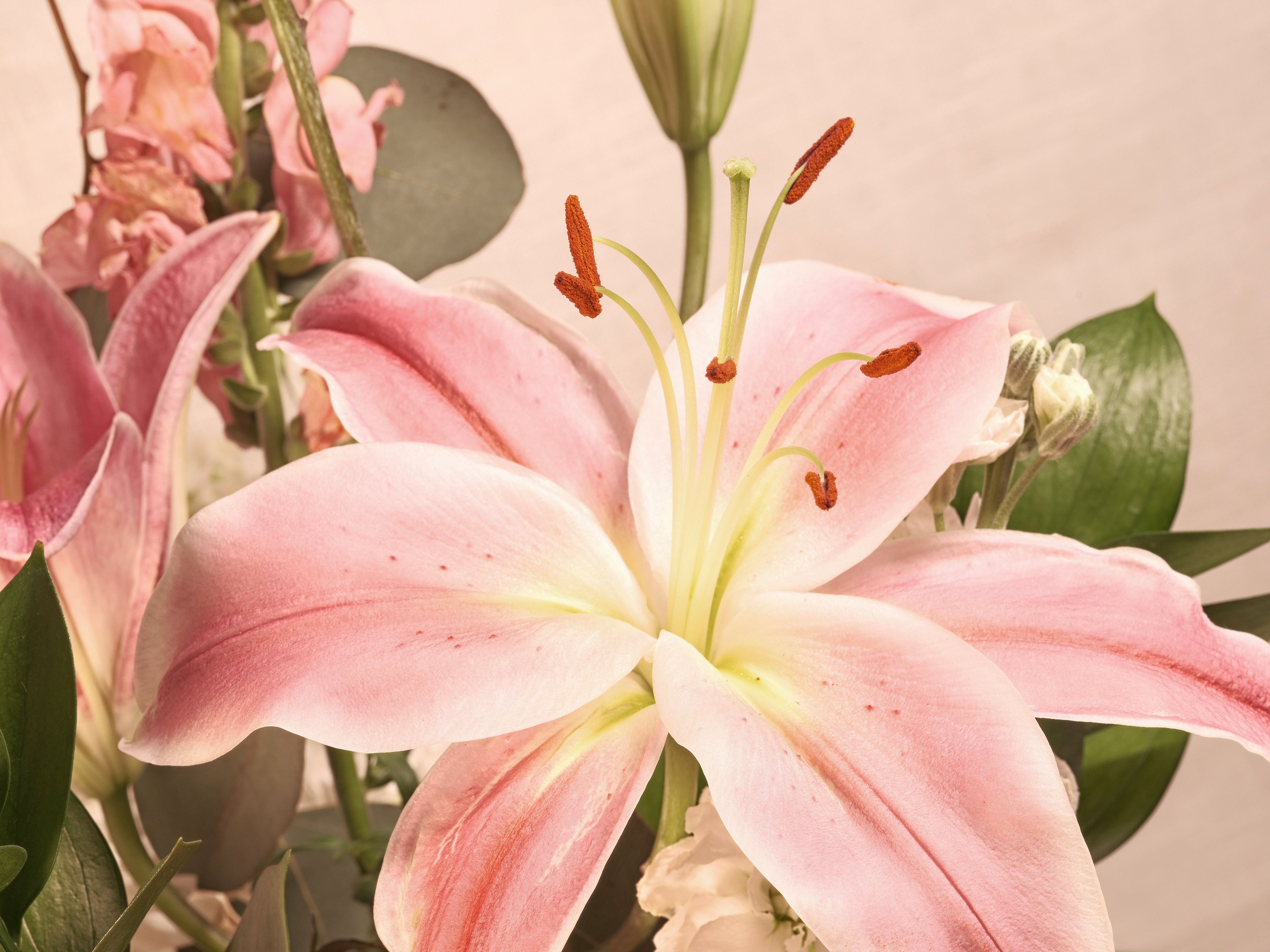 Lilies and assorted floral macro photography in Fort Worth Texas