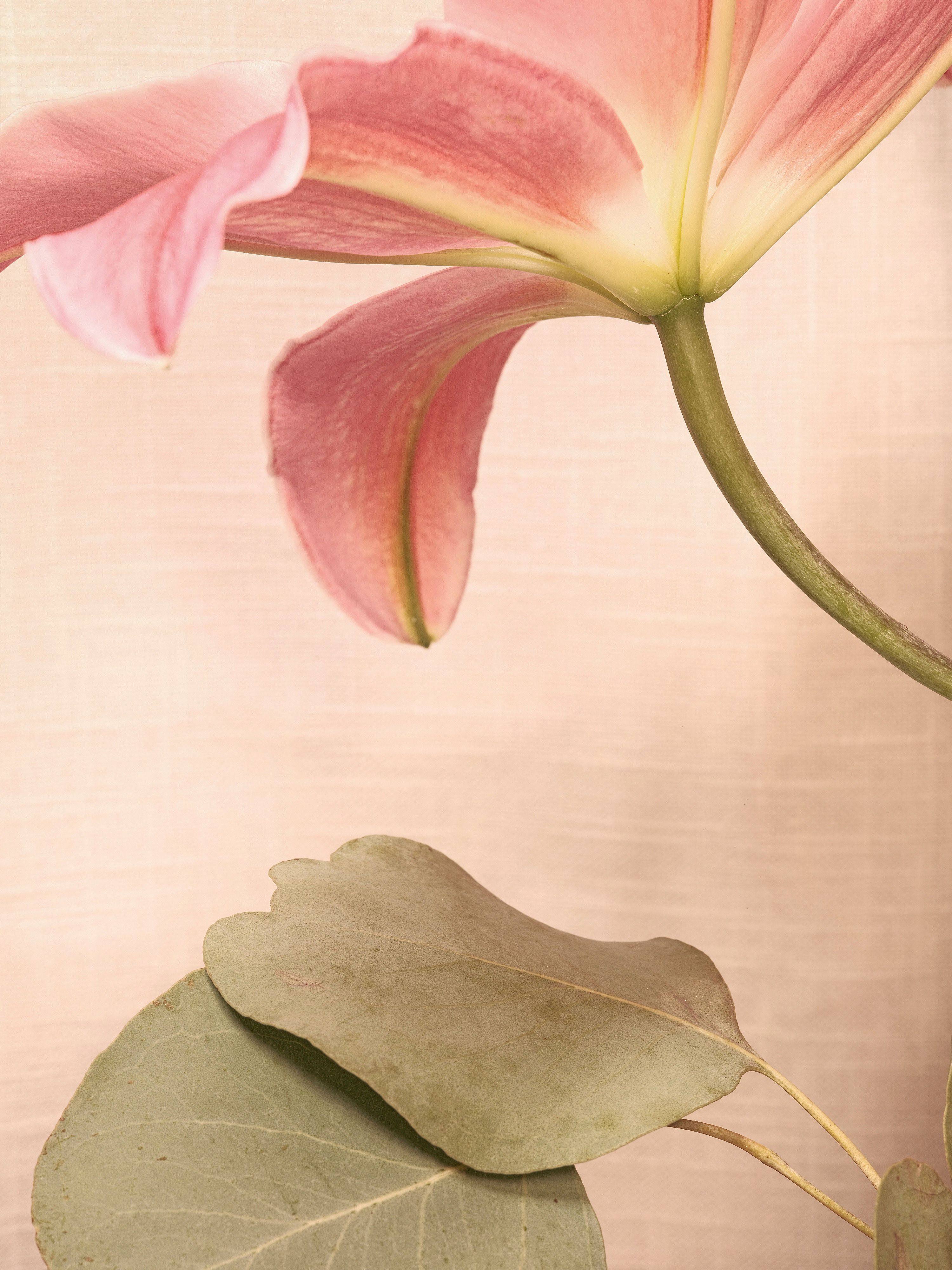 Lilies and assorted floral macro photography in Fort Worth Texas