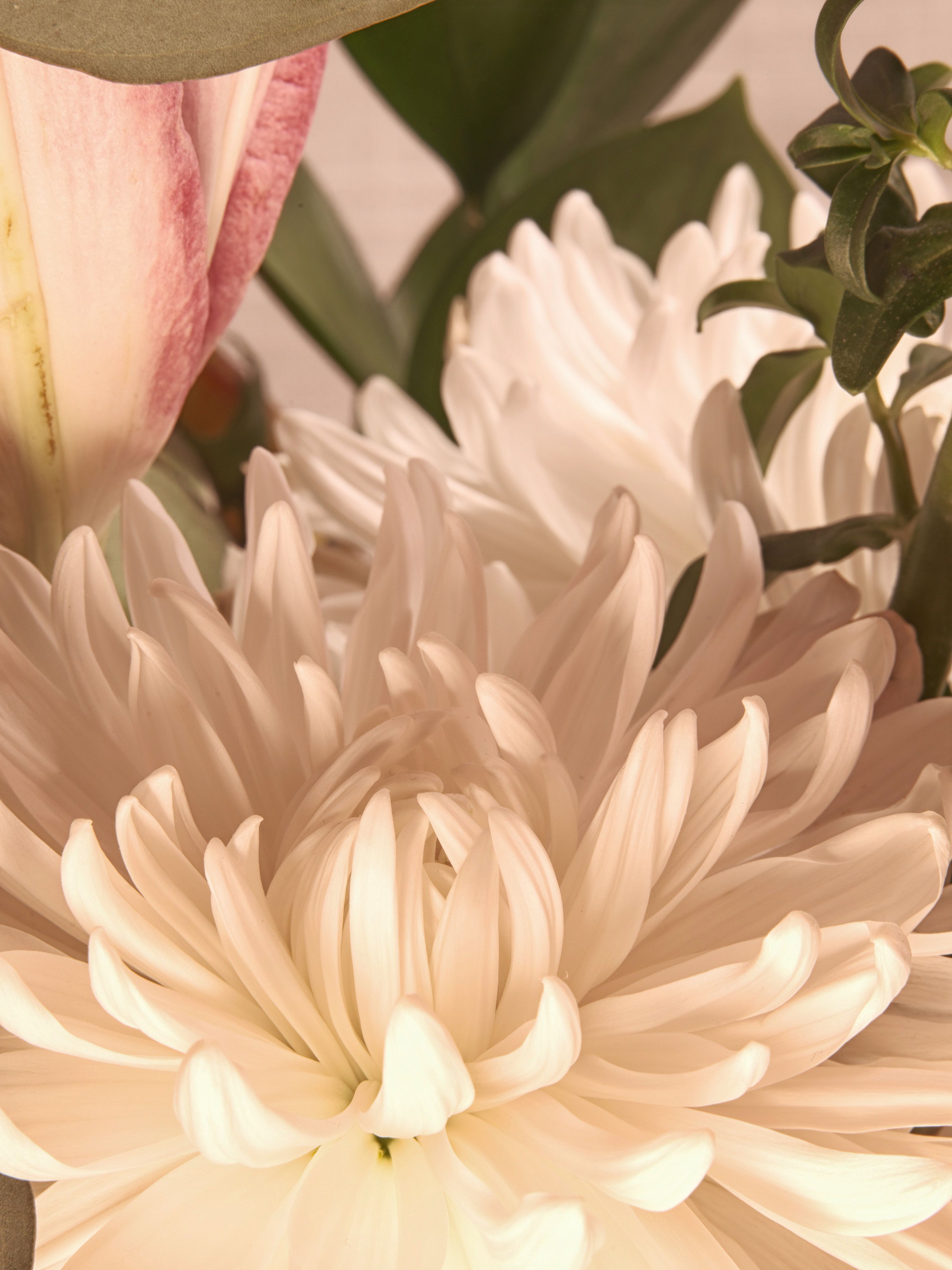 Lilies and assorted floral macro photography in Fort Worth Texas