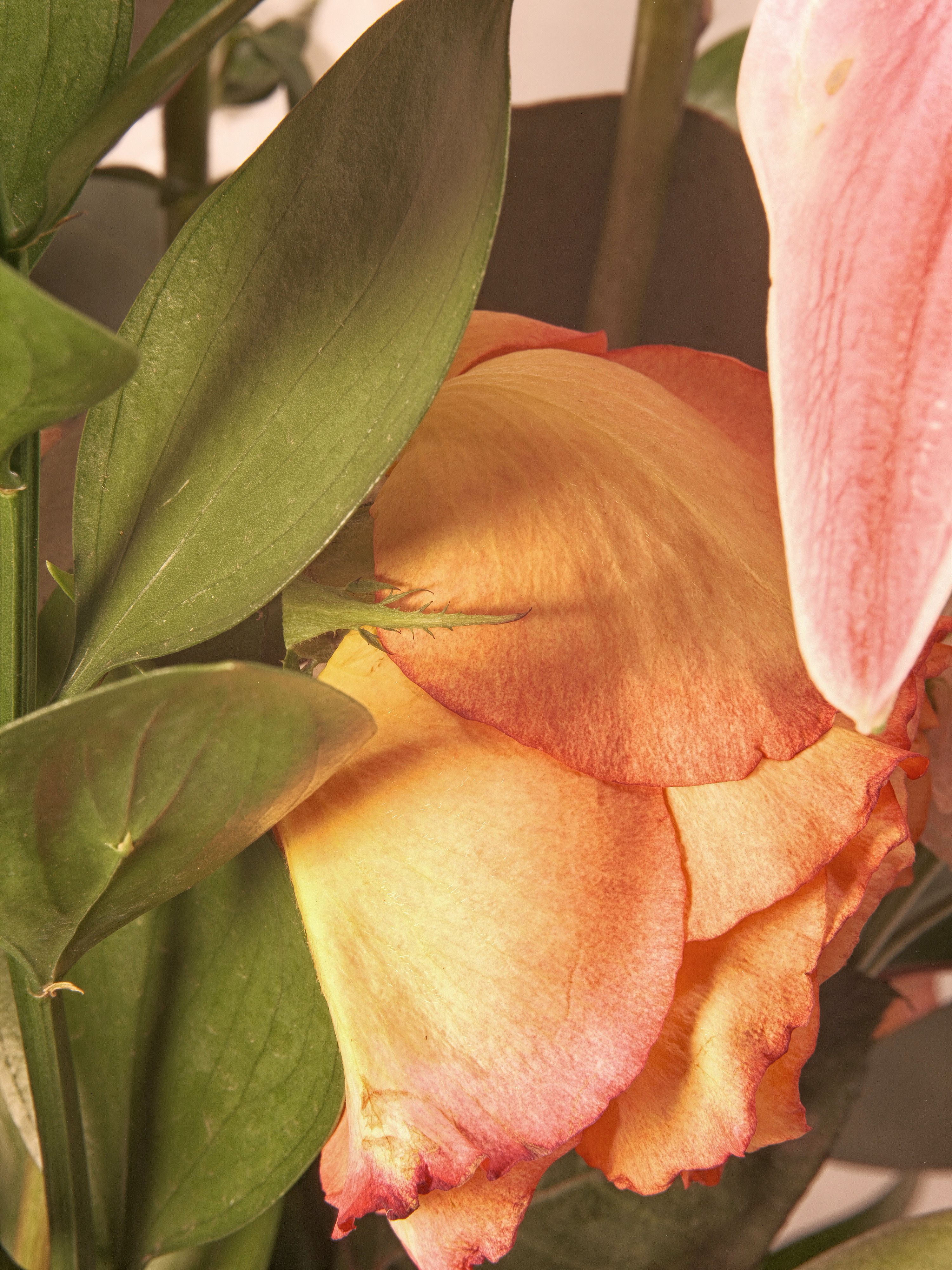 Lilies and assorted floral macro photography in Fort Worth Texas