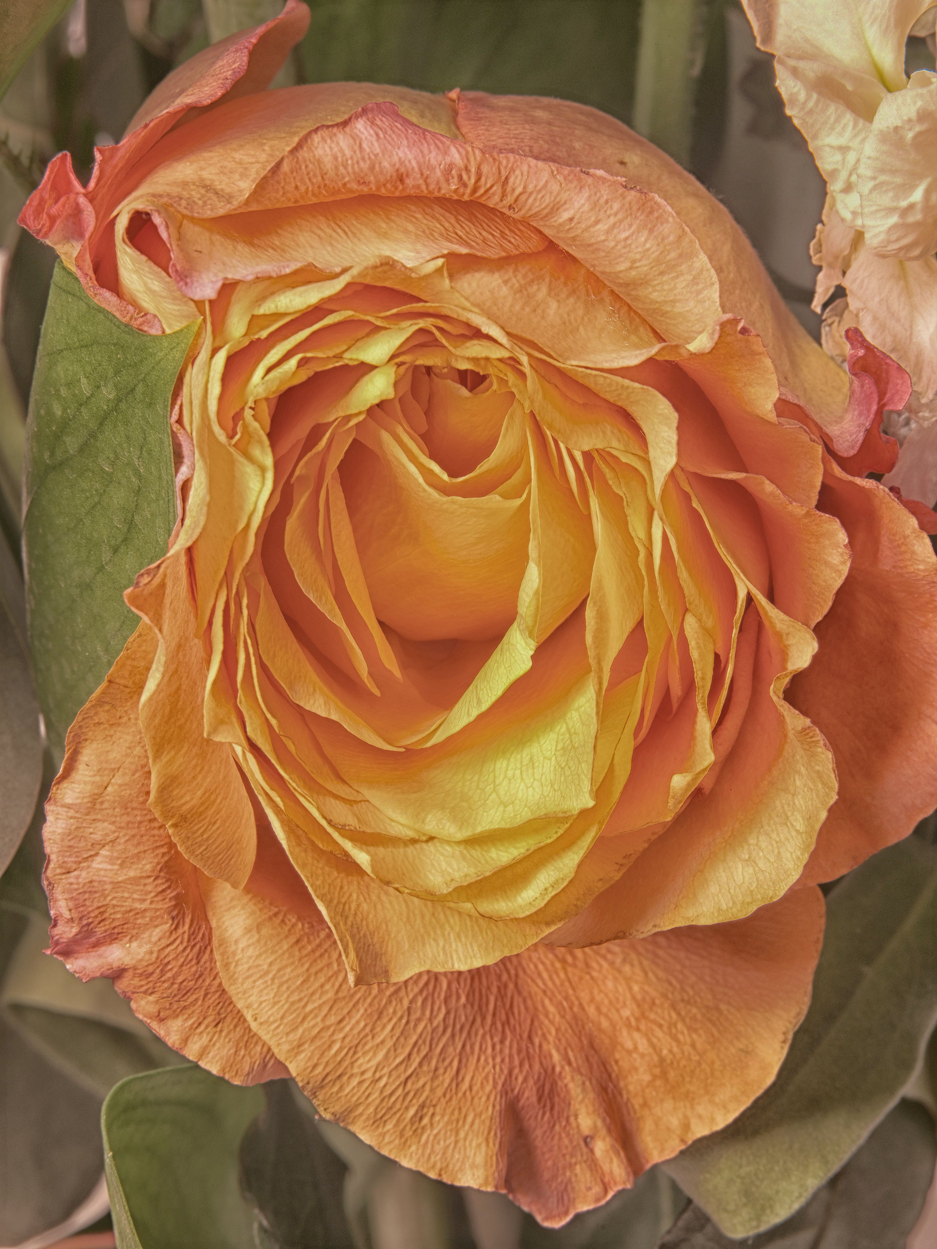 Lilies and assorted floral macro photography in Fort Worth Texas