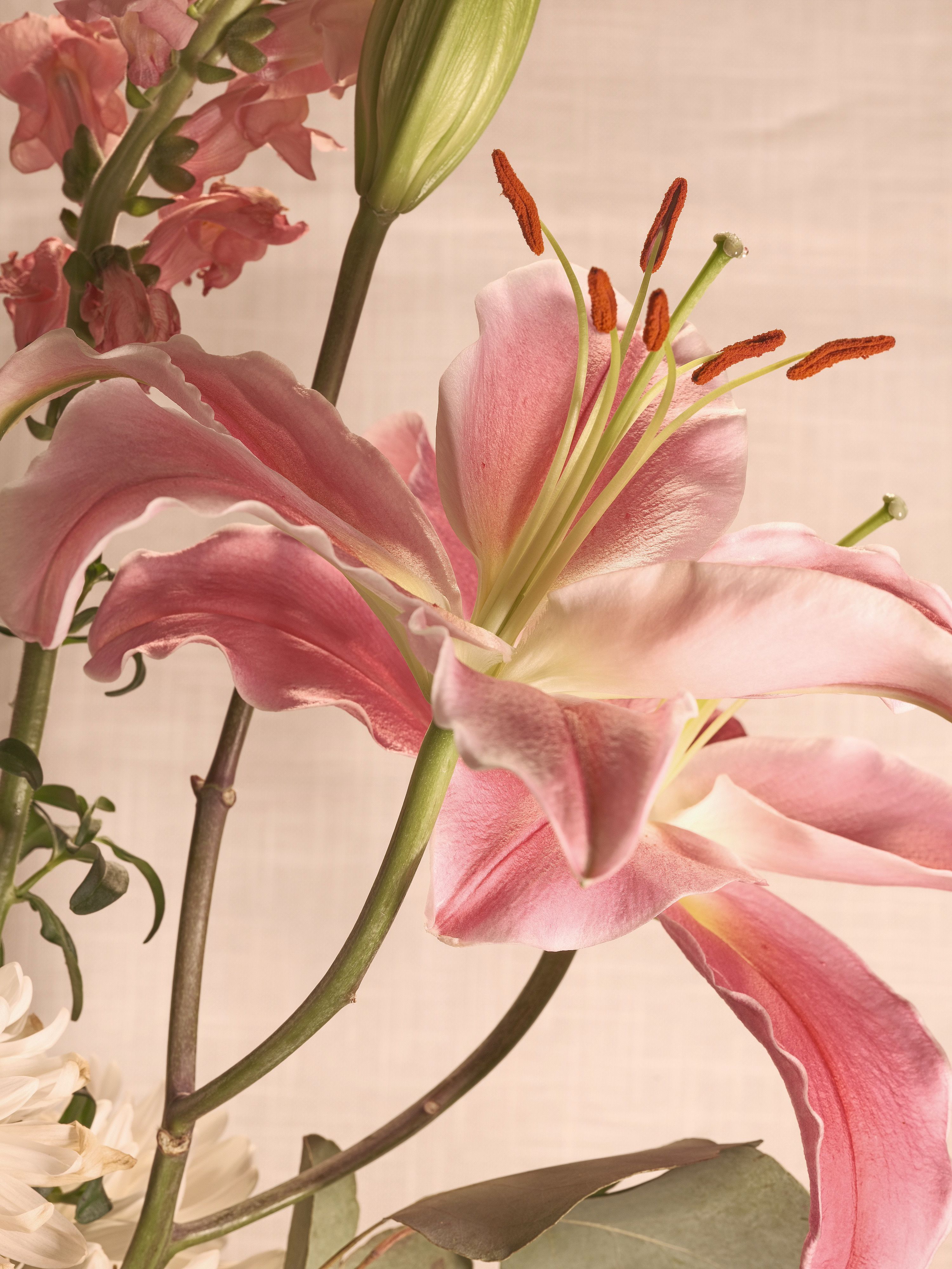 Lilies and assorted floral macro photography in Fort Worth Texas