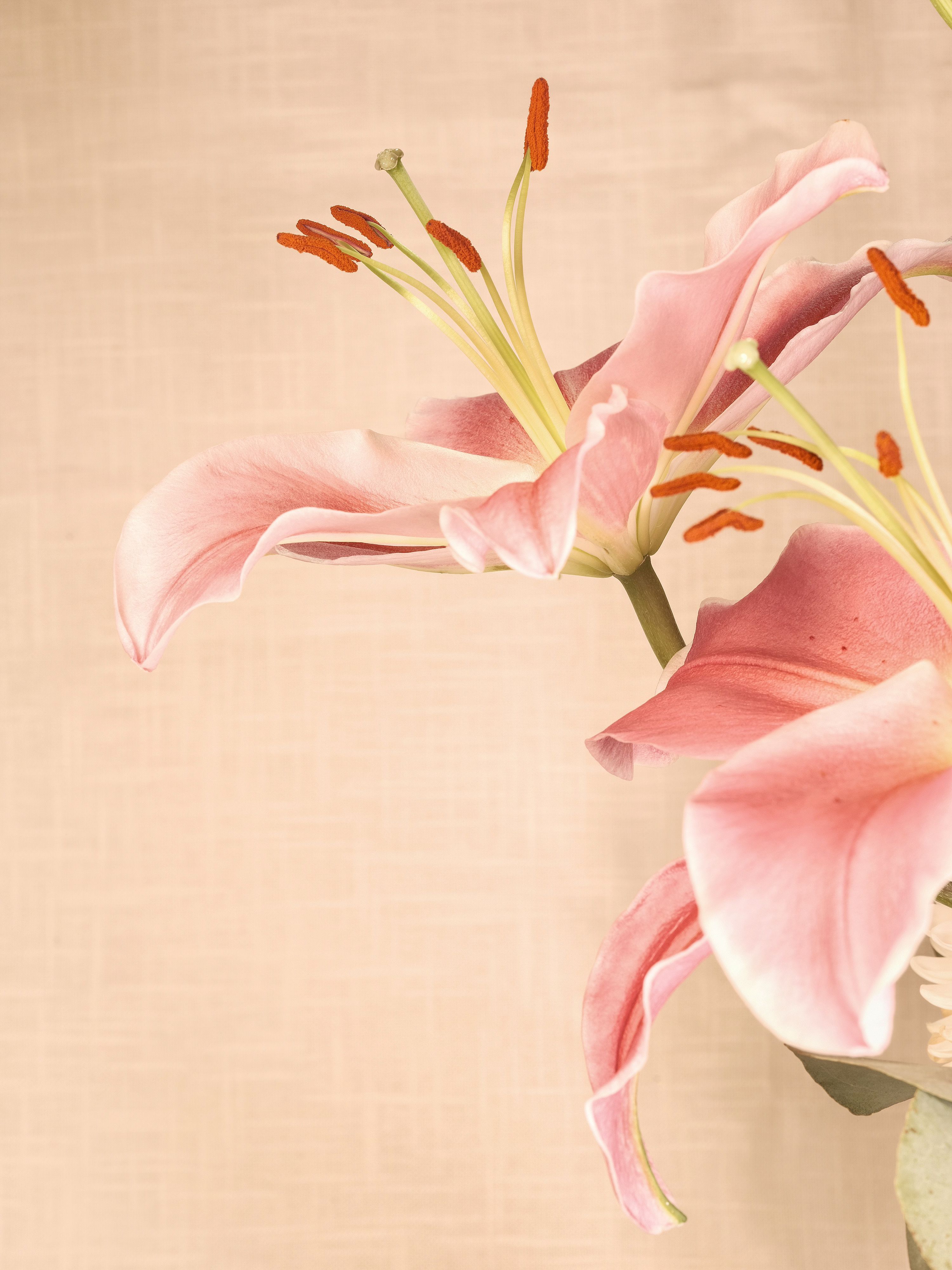 Lilies and assorted floral macro photography in Fort Worth Texas
