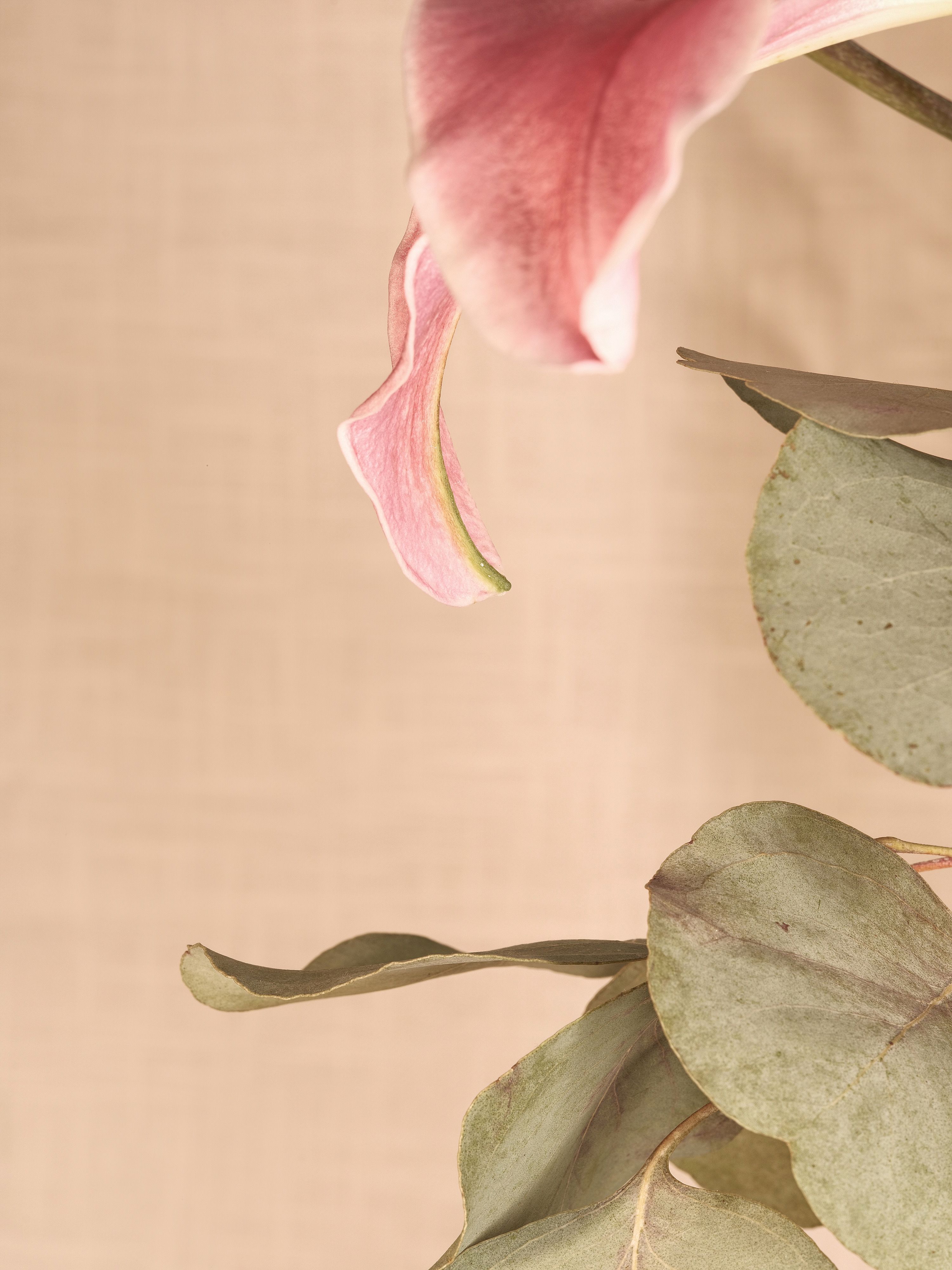 Lilies and assorted floral macro photography in Fort Worth Texas