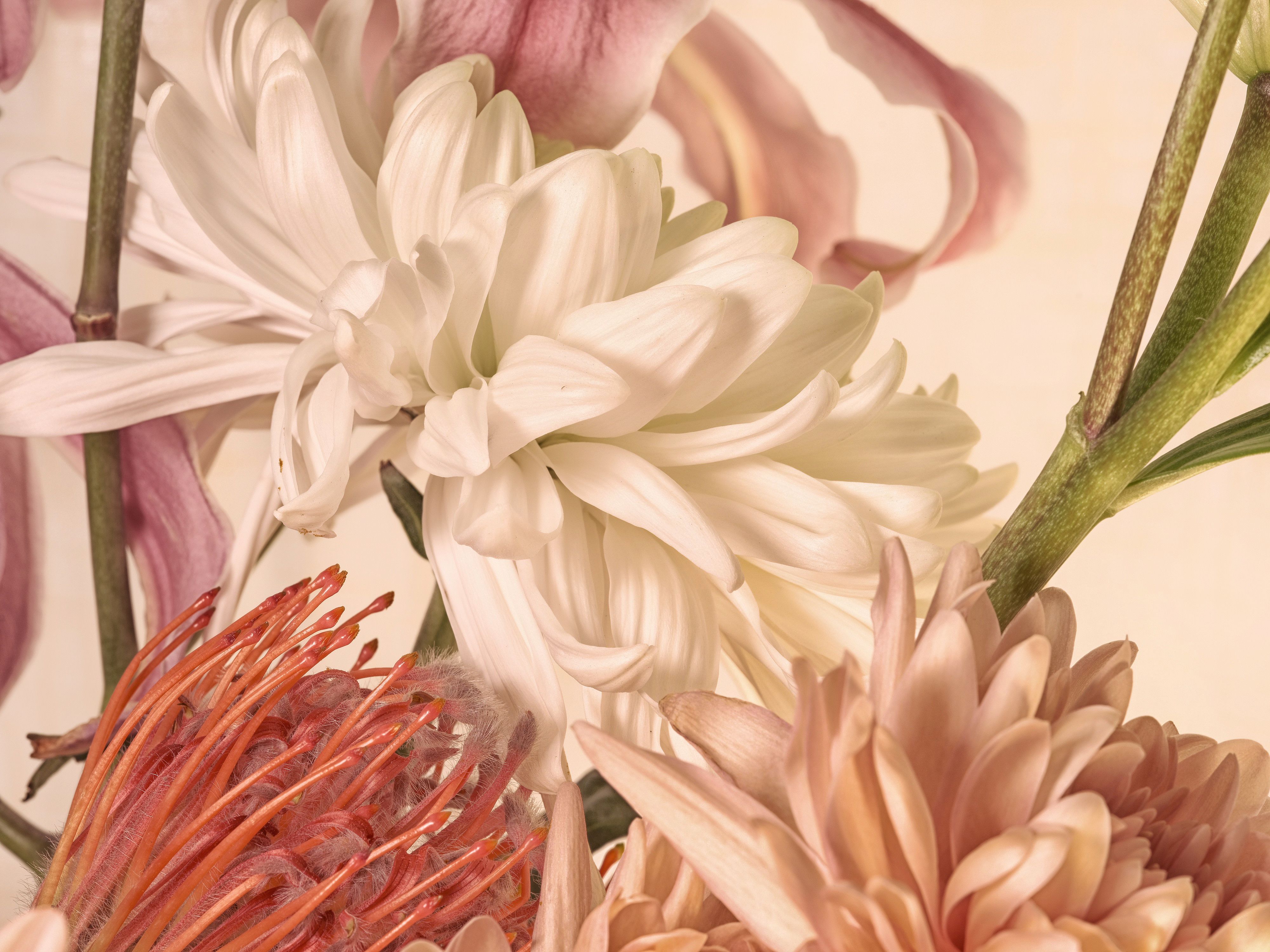 Lilies and assorted floral macro photography in Fort Worth Texas