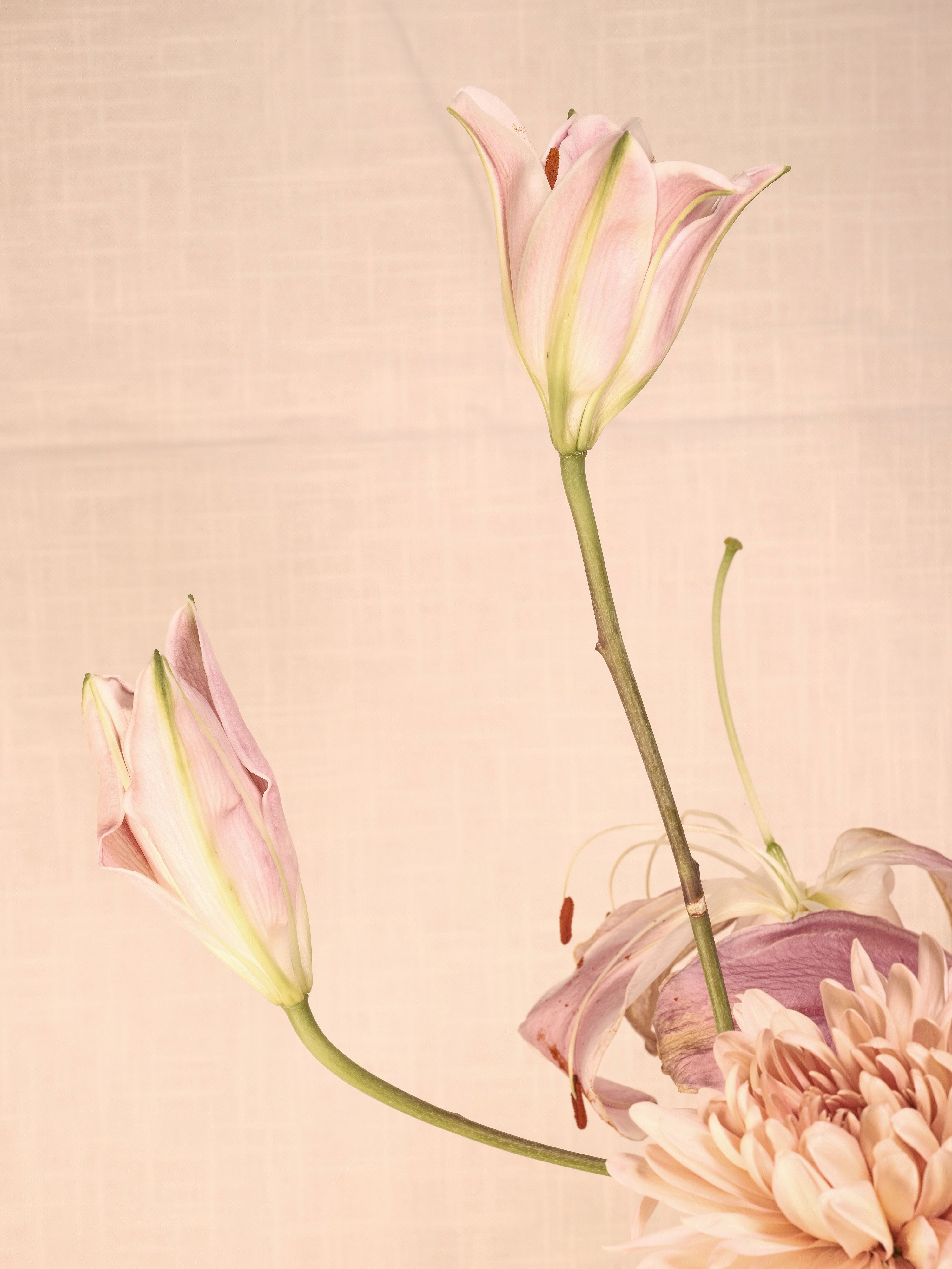 Lilies and assorted floral macro photography in Fort Worth Texas