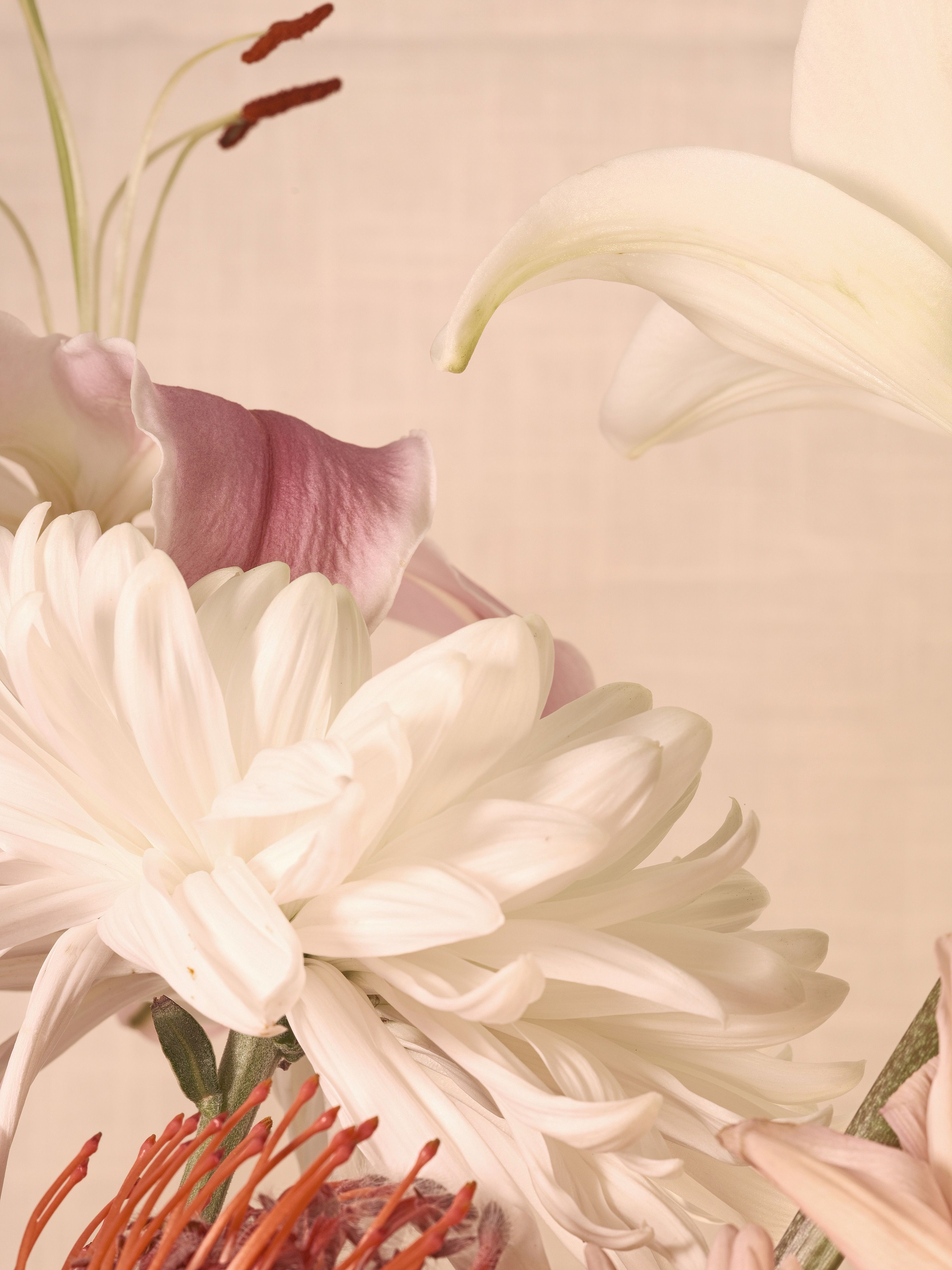Lilies and assorted floral macro photography in Fort Worth Texas