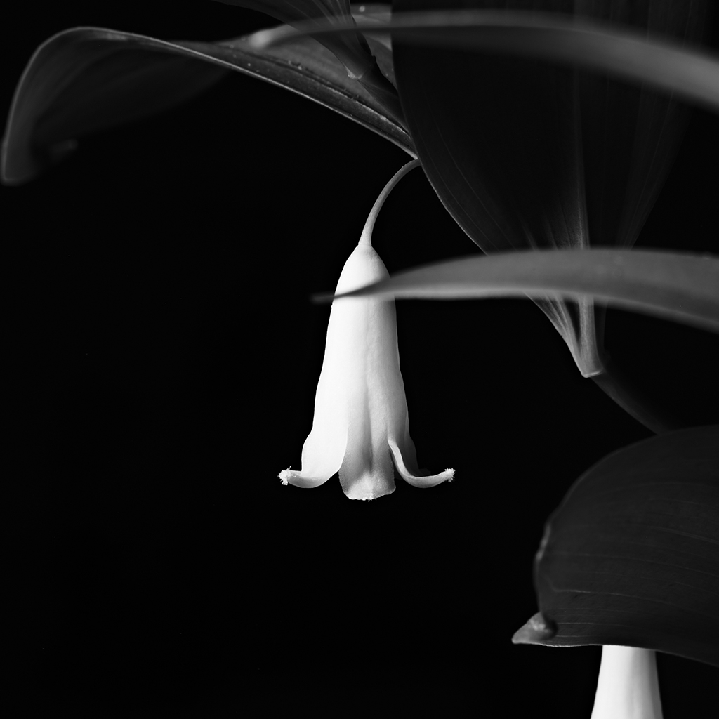 Photography of a Lily of the Valley in black and white