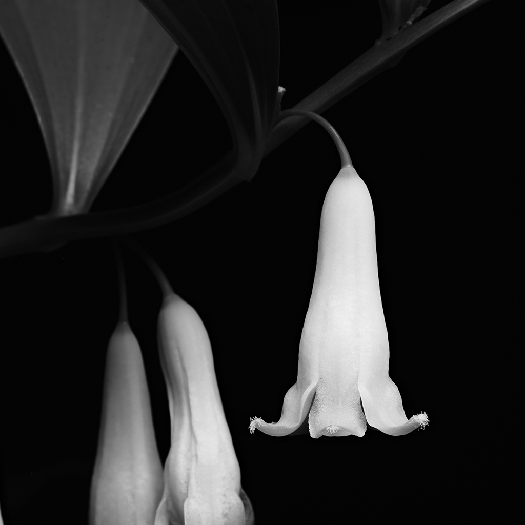 Photography of a Lily of the Valley in black and white