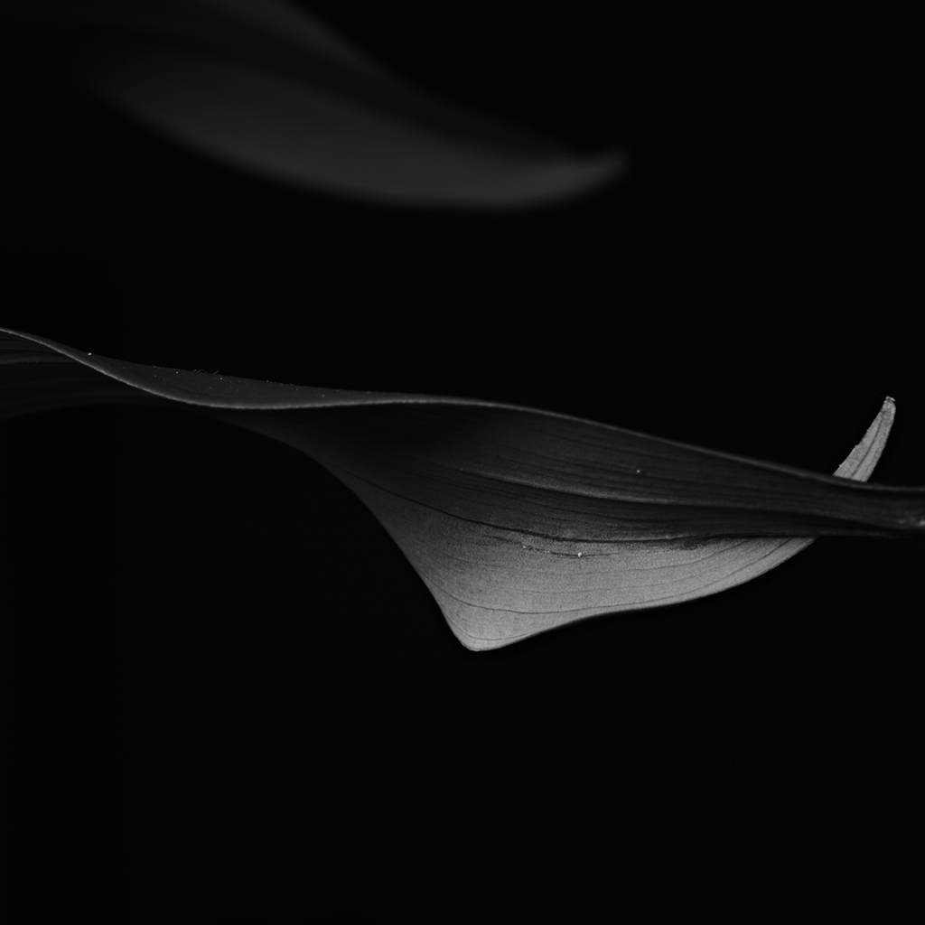 Photography of a Lily of the Valley in black and white