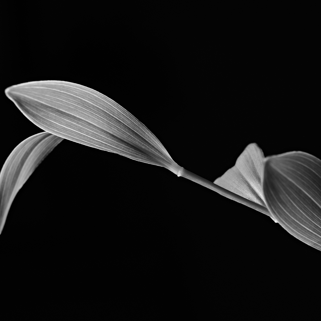 Photography of a Lily of the Valley in black and white