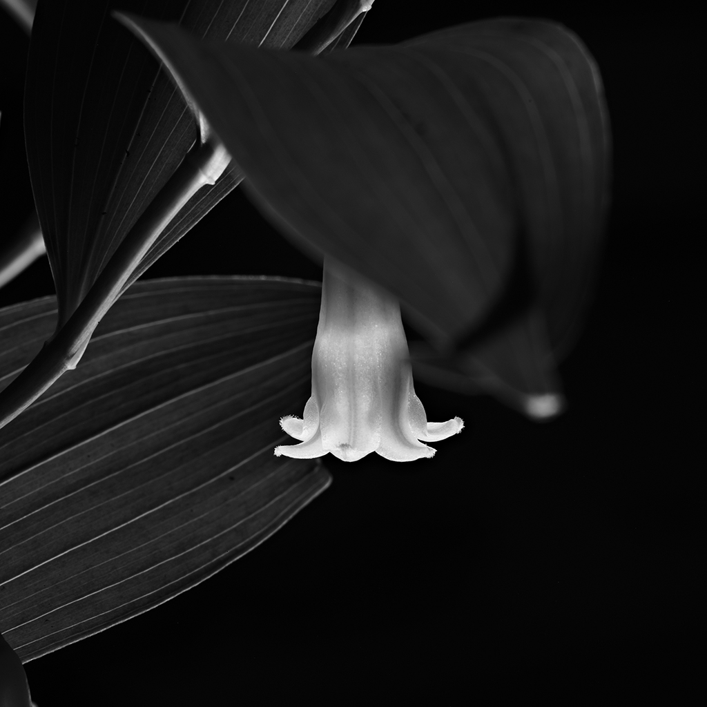 Photography of a Lily of the Valley in black and white