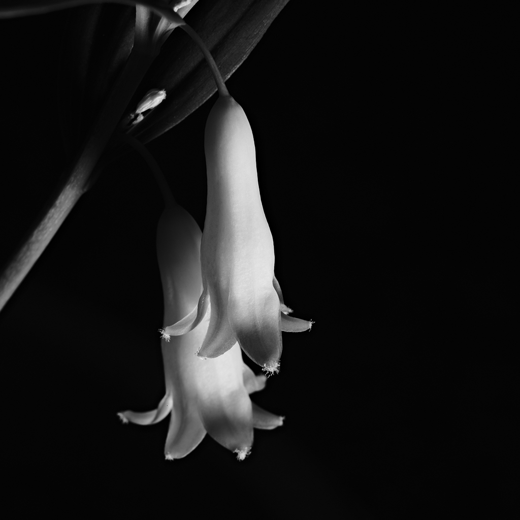 Photography of a Lily of the Valley in black and white