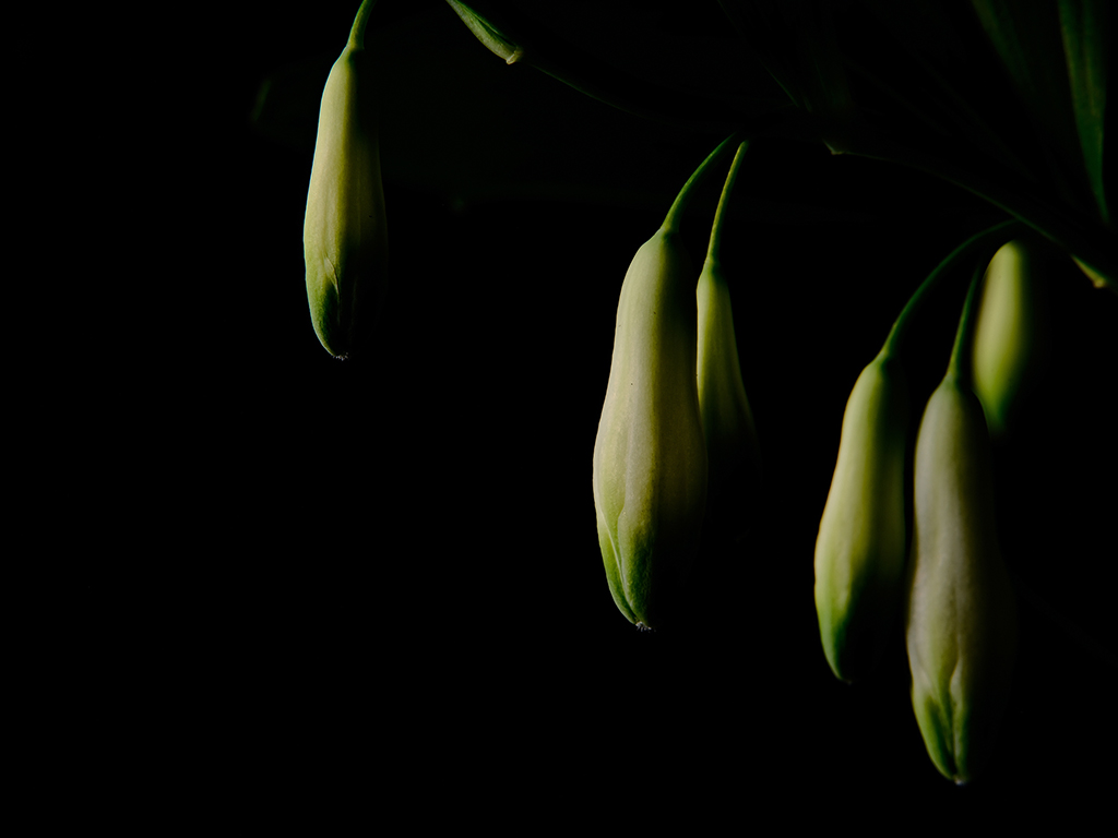 Photography of a Lily of the Valley in color