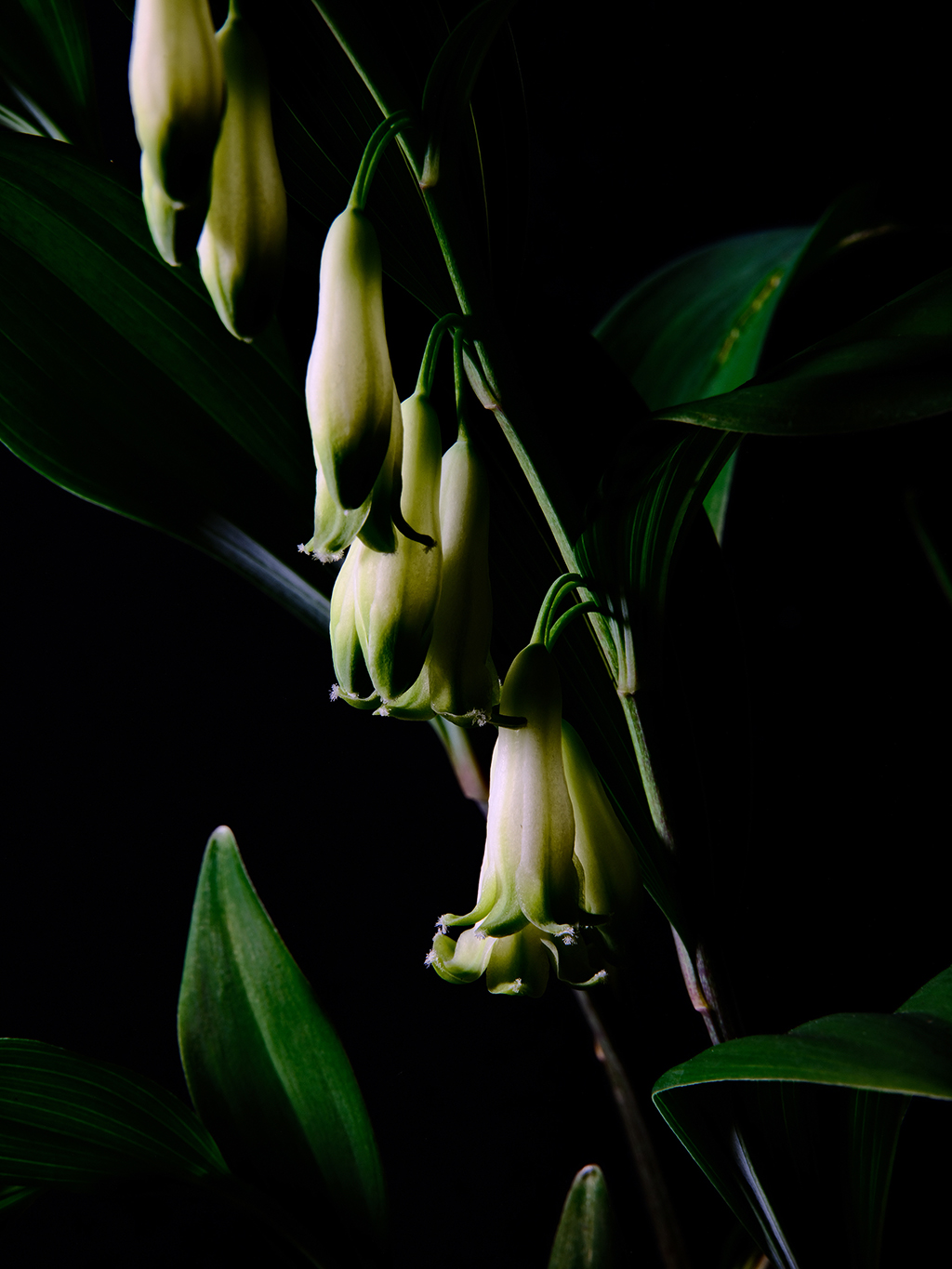 Photography of a Lily of the Valley in color