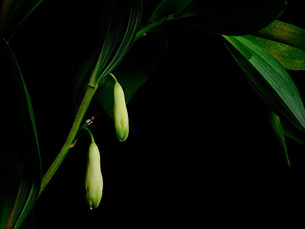 Photography of a Lily of the Valley in color
