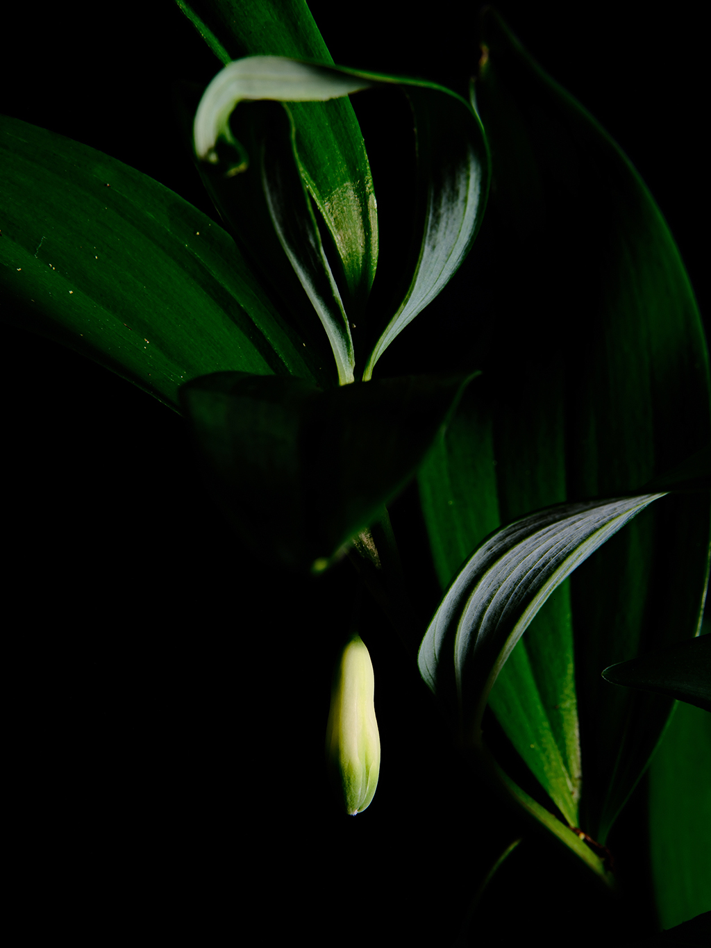 Photography of a Lily of the Valley in color
