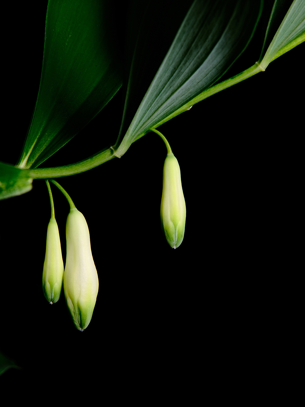 Photography of a Lily of the Valley in color