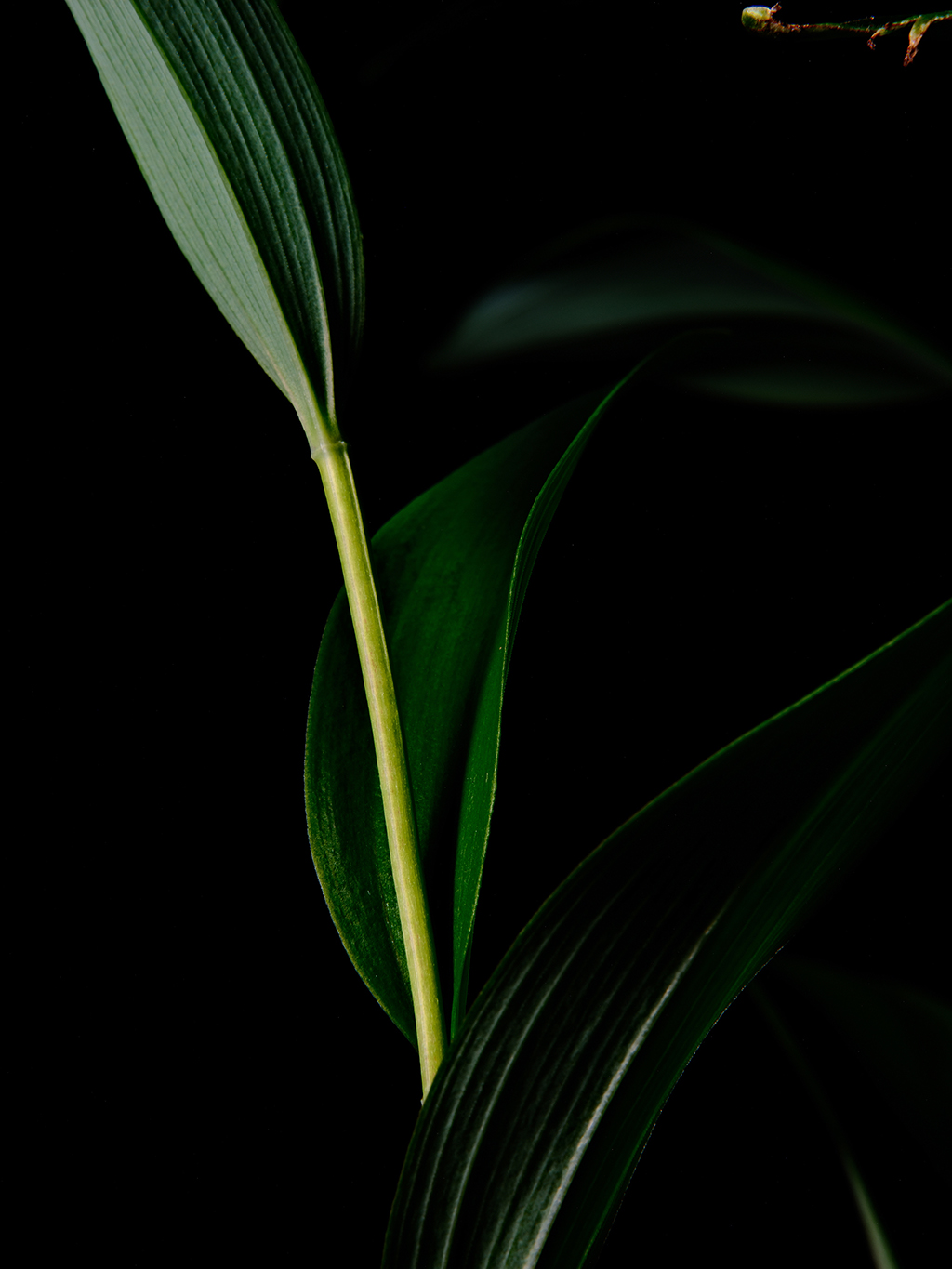 Photography of a Lily of the Valley in color