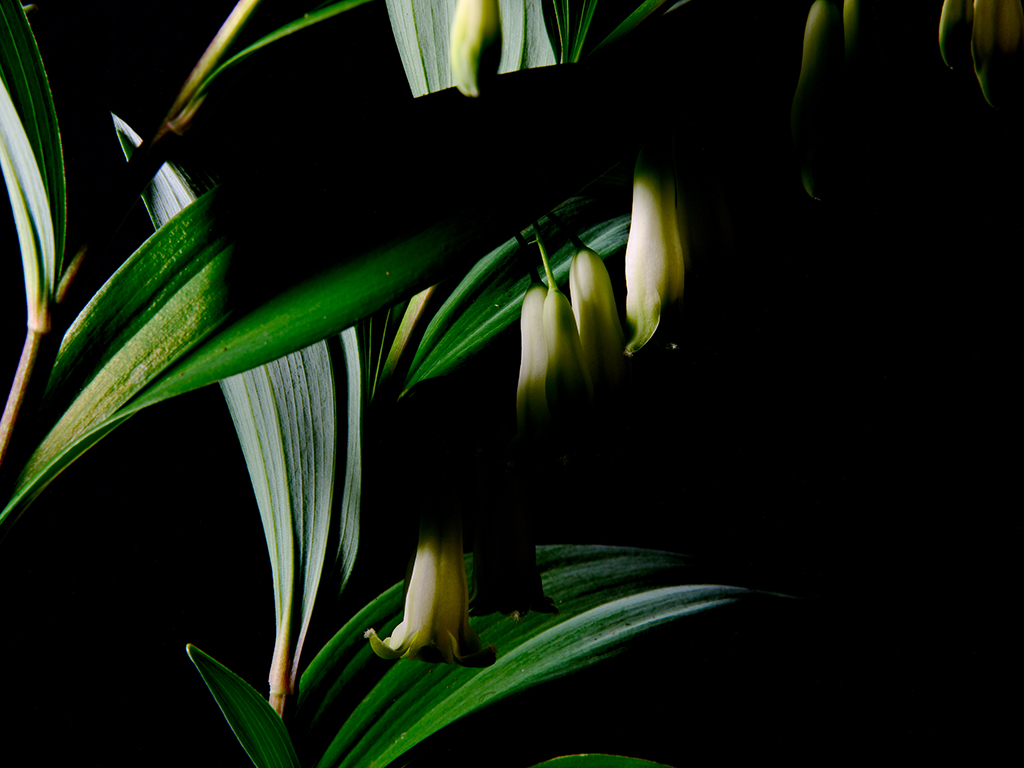 Photography of a Lily of the Valley in color