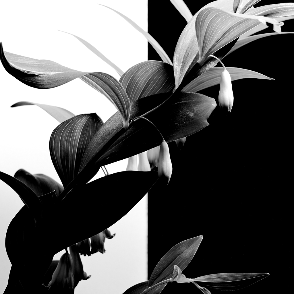 Photography of a Lily of the Valley in contrast