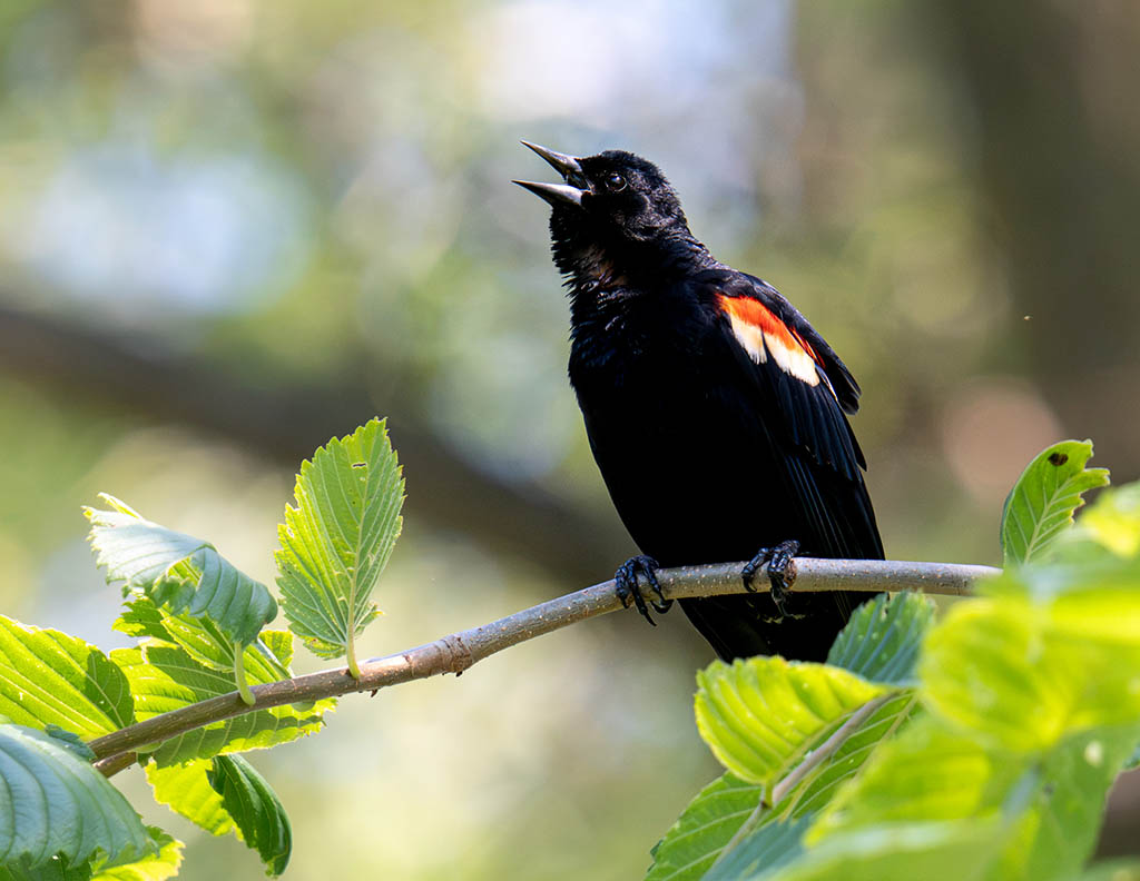 Photography of a male Red-winged Blackbird