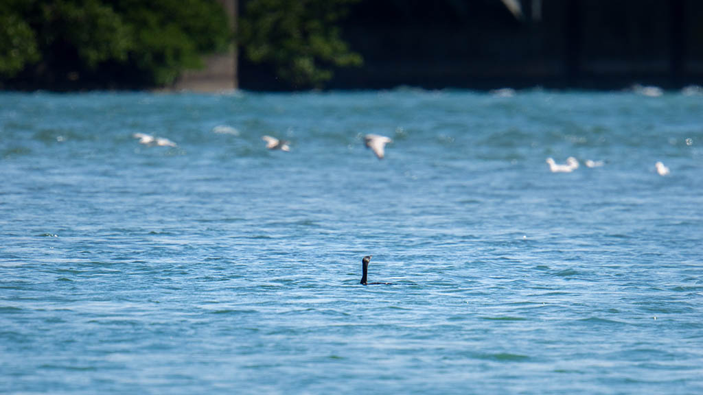 Photography of a Cormorant while swimming in upstate New York