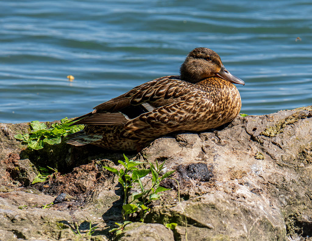 Photography of a female Mallard