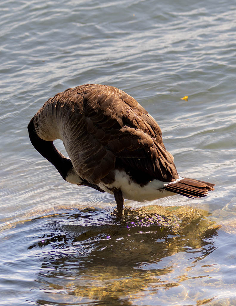 Photography of a Canada Goose