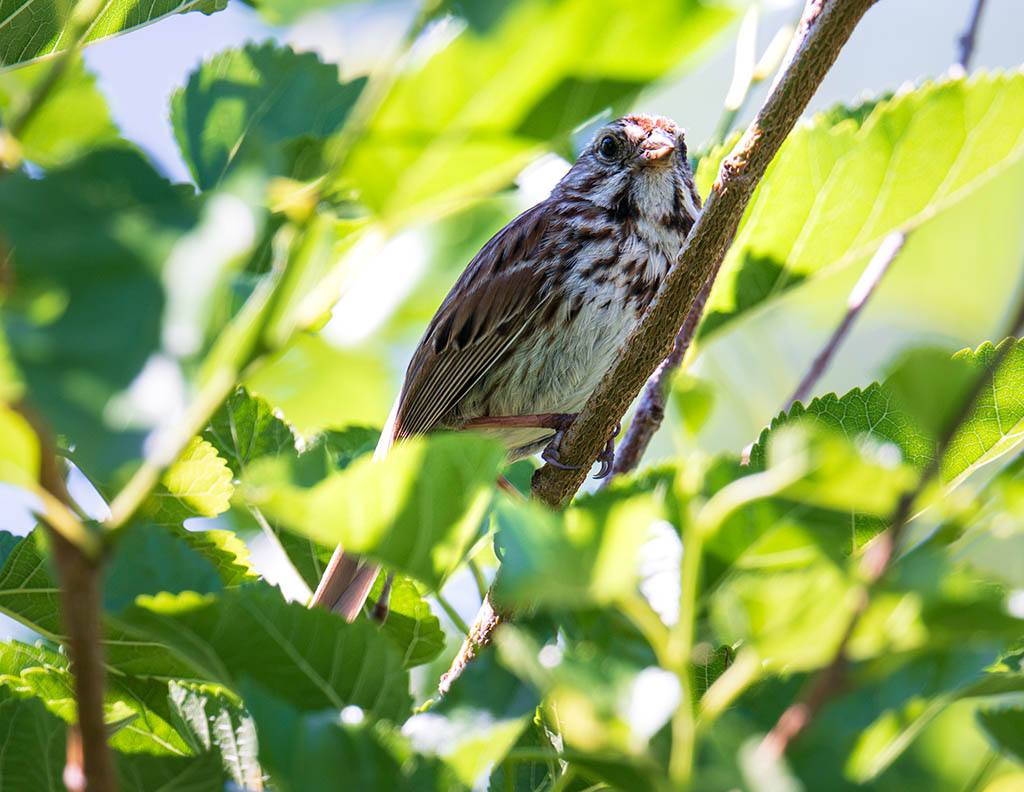 Photography of a Song Sparrow