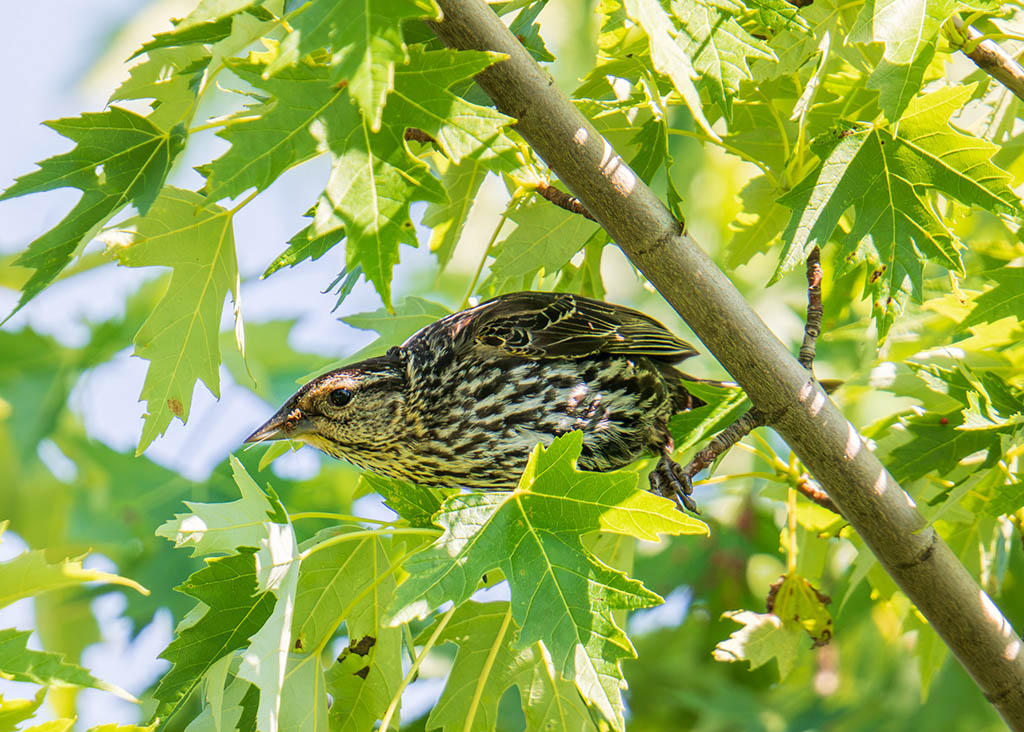 Photography of a female Red-winged Blackbird