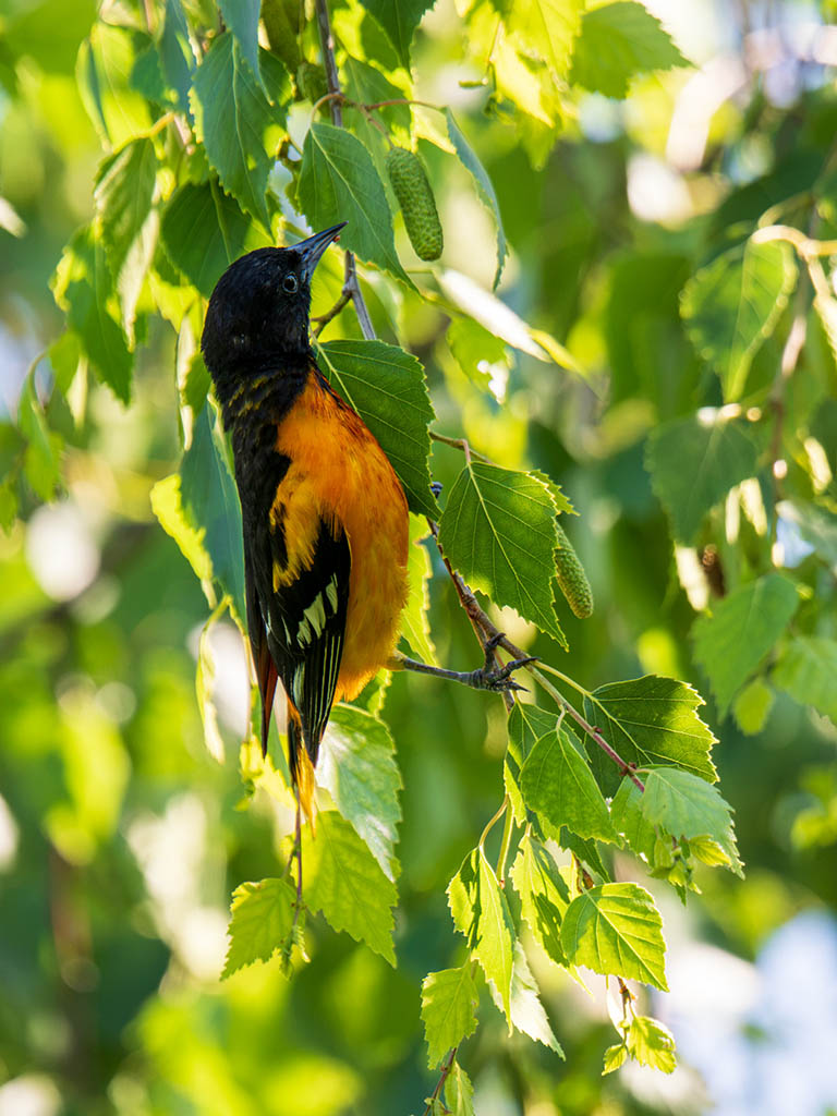 Baltimore Oriole in a tree