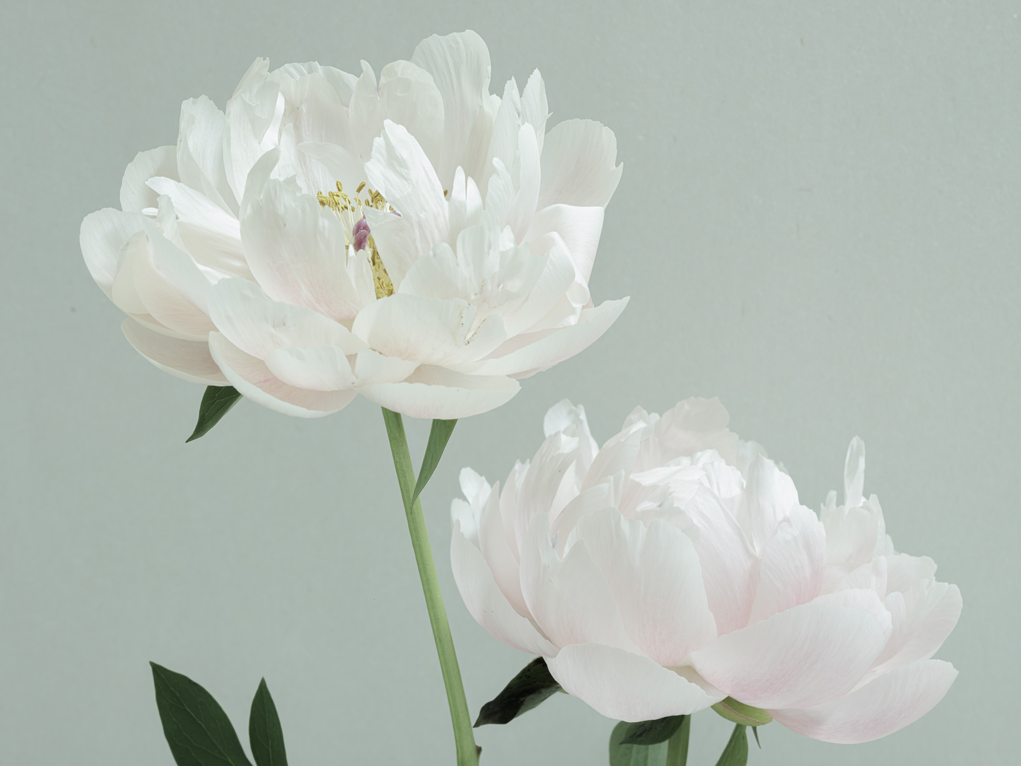 Closeup photography of an older pink peony against blue tinted rice paper