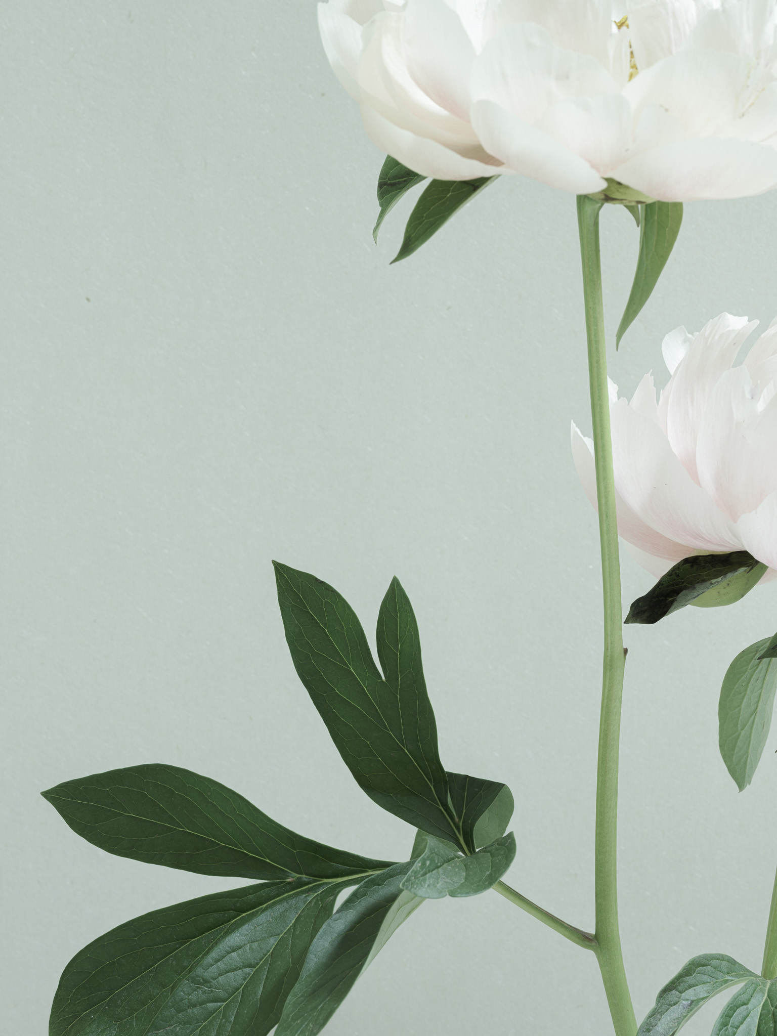 Closeup photography of older pink peonies against blue tinted rice paper