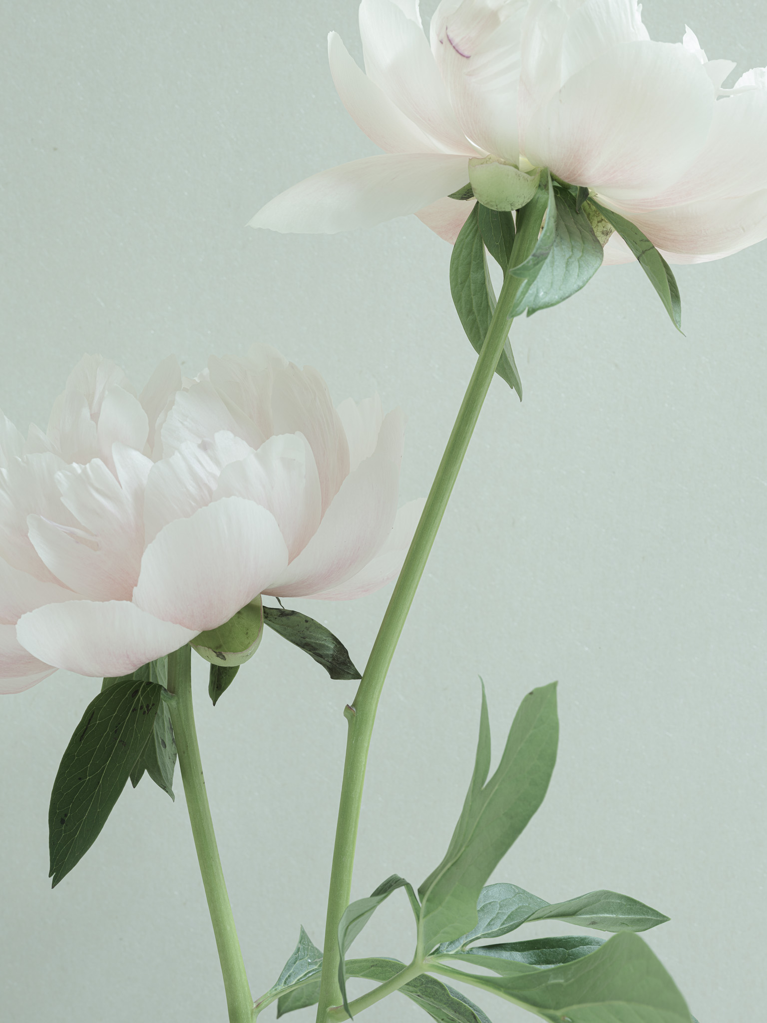 Closeup photography of older pink peonies against blue tinted rice paper