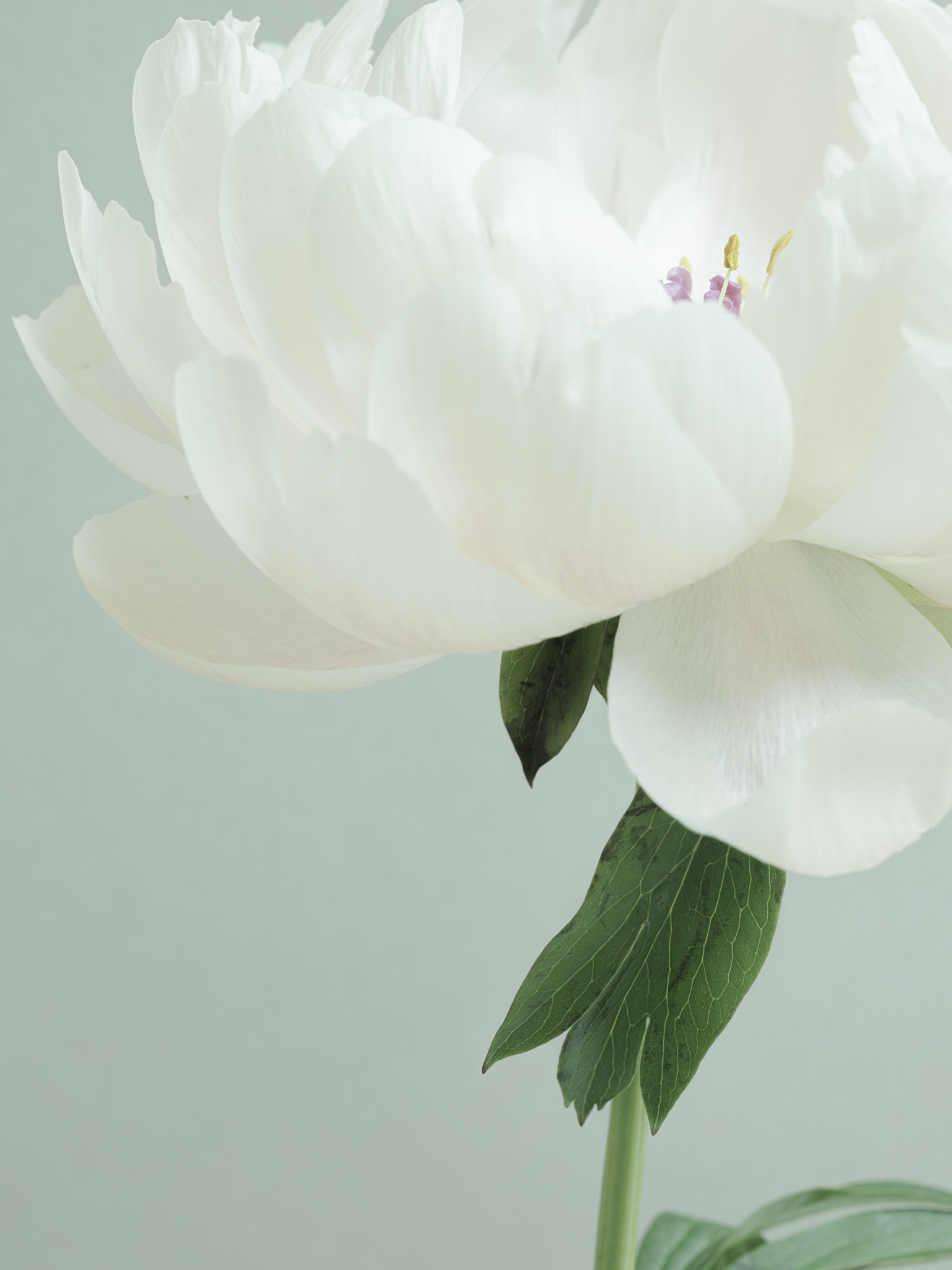Closeup photography of older pink peonies against blue tinted rice paper