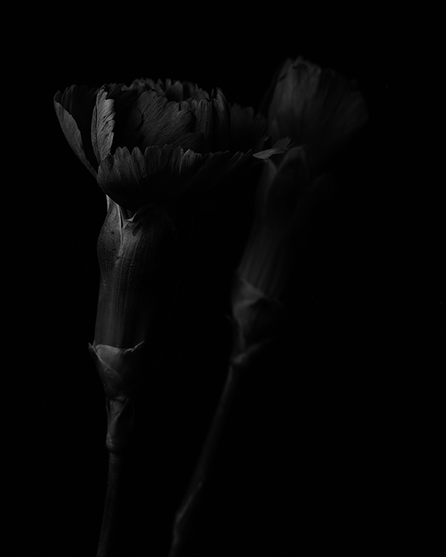 Macro photography of a purple carnation in black and white