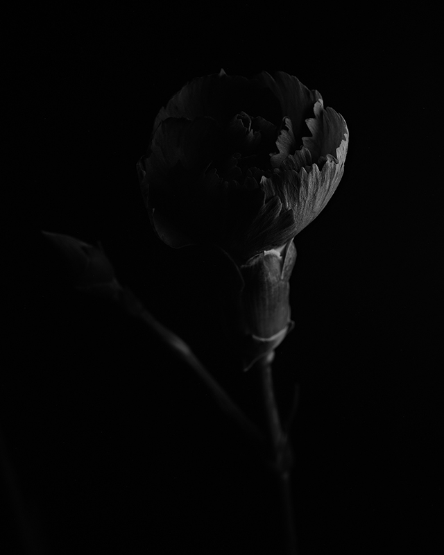 Macro photography of a purple carnation in black and white