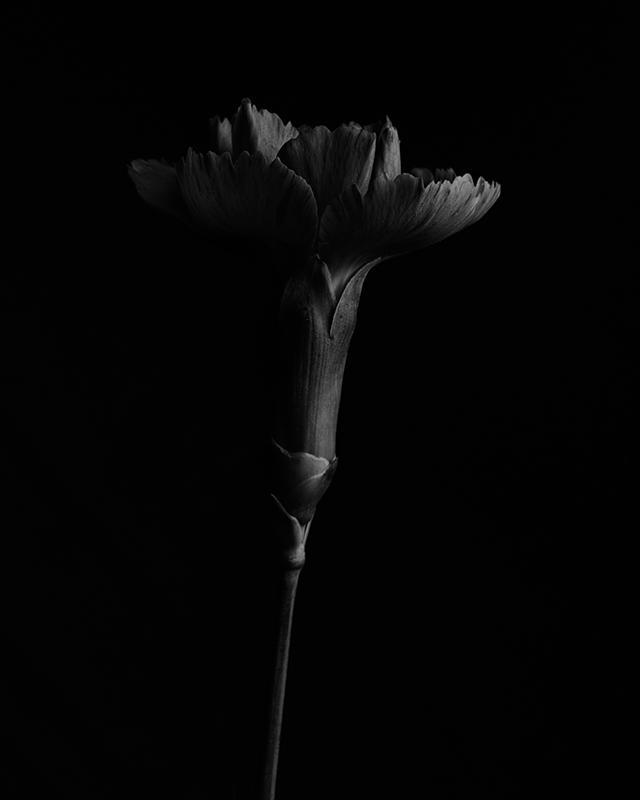 Macro photography of a purple carnation in black and white