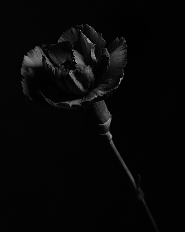 Macro photography of a purple carnation in black and white