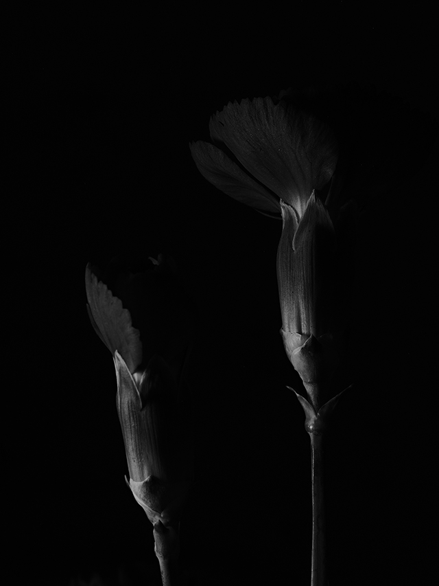 Macro photography of a purple carnation in black and white