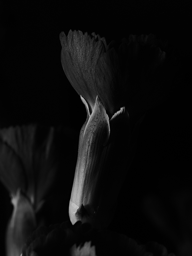 Macro photography of a purple carnation in black and white