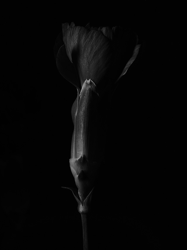 Macro photography of a purple carnation in black and white