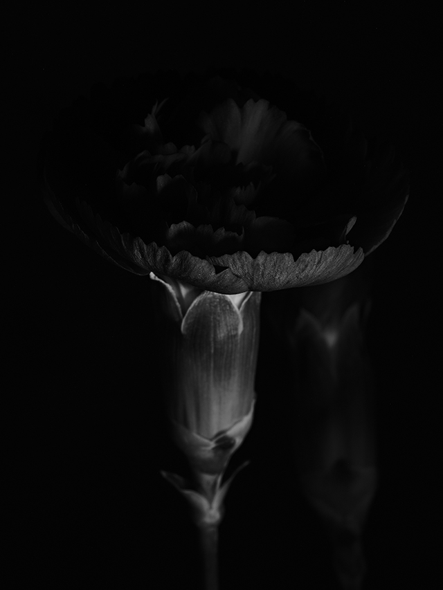 Macro photography of a purple carnation in black and white