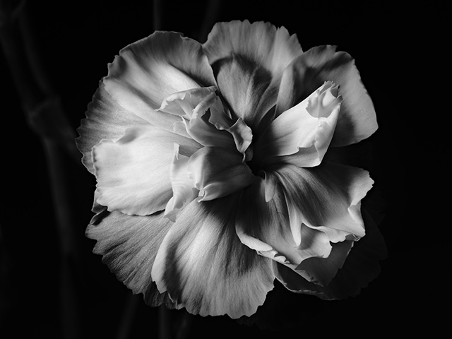 Macro photography of a purple carnation in black and white