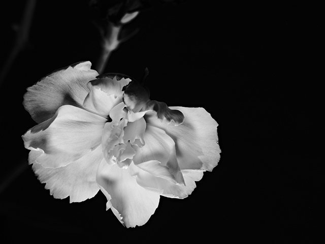 Macro photography of a purple carnation in black and white