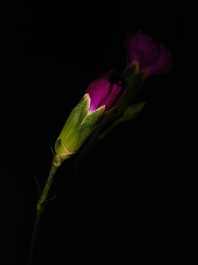 Macro photography of a purple carnation