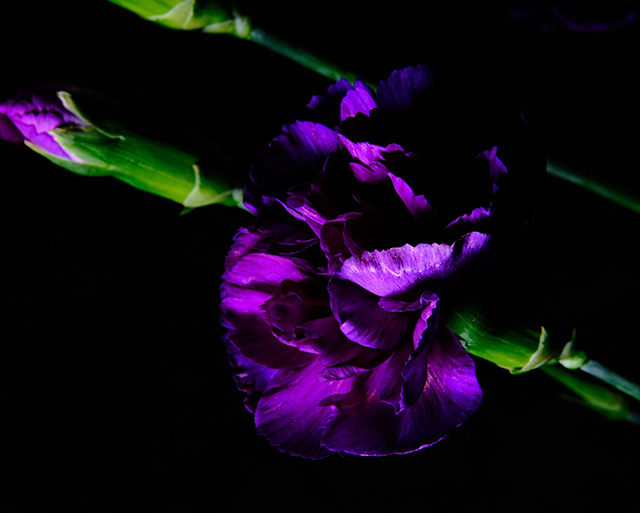 Color photograph of a Purple Carnation