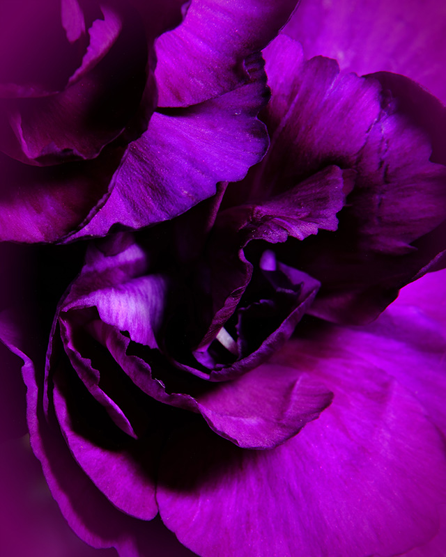 Color photograph of a Purple Carnation